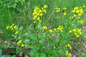 Barbarea vulgaris (2)